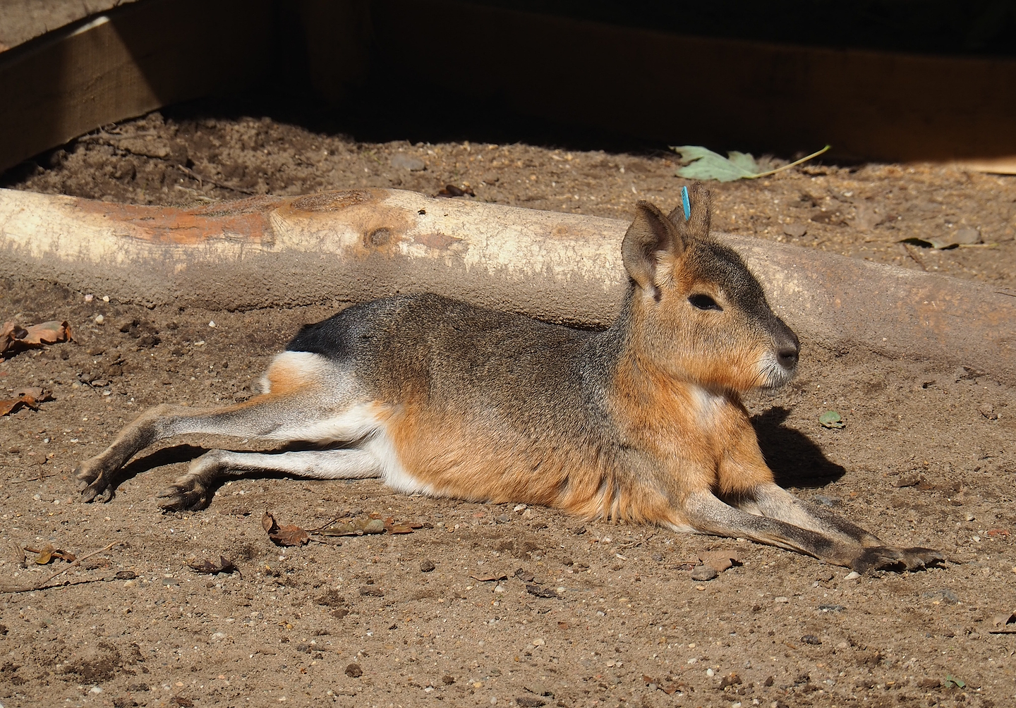Patagonian mara (Dolichotis patagonum), 2022-09-12