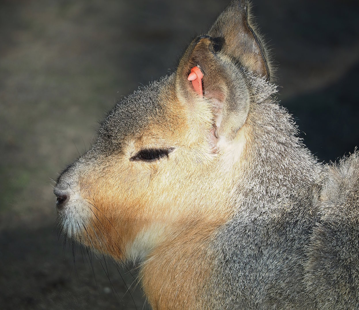 Patagonian mara (Dolichotis patagonum), 2022-11-12