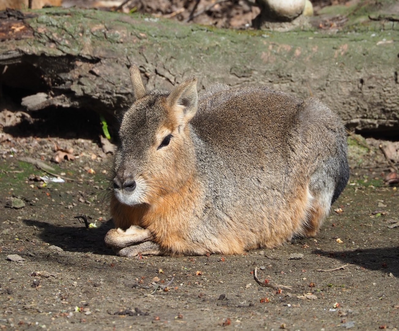 Patagonian mara (Dolichotis patagonum), 2023-03-28
