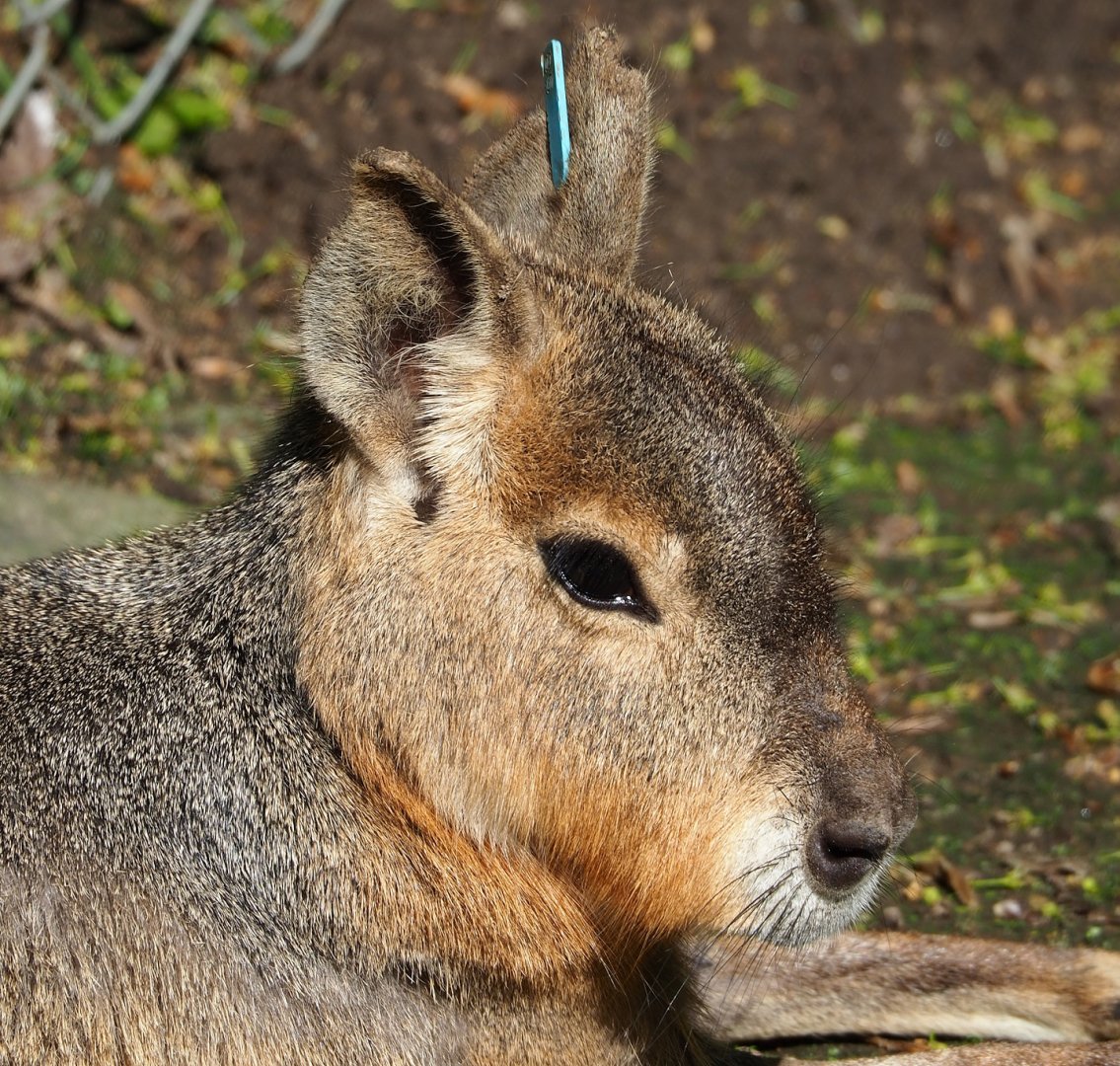 Patagonian mara (Dolichotis patagonum), 2023-05-13