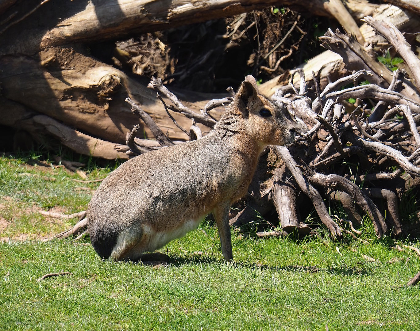 Patagonian mara (Dolichotis patagonum), 2023-05-19