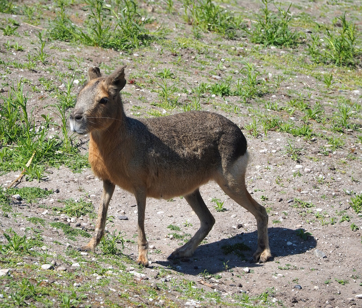 Patagonian mara (Dolichotis patagonum), 2023-05-31