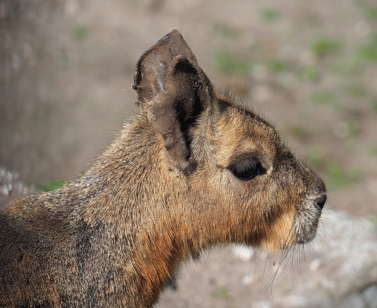 Patagonian mara (Dolichotis patagonum), 2023-05-31