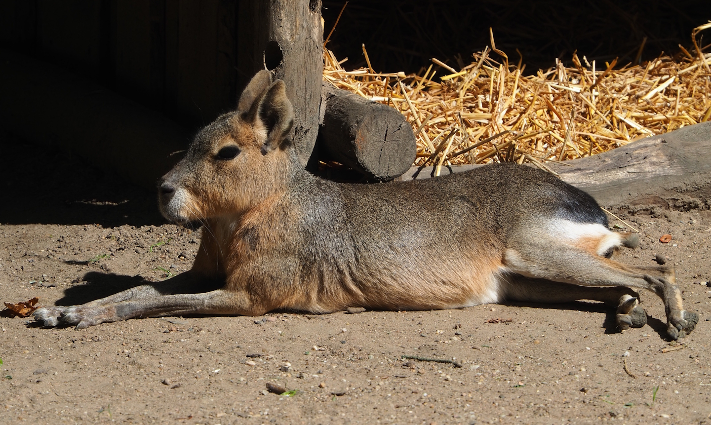Patagonian mara (Dolichotis patagonum), 2023-06-04