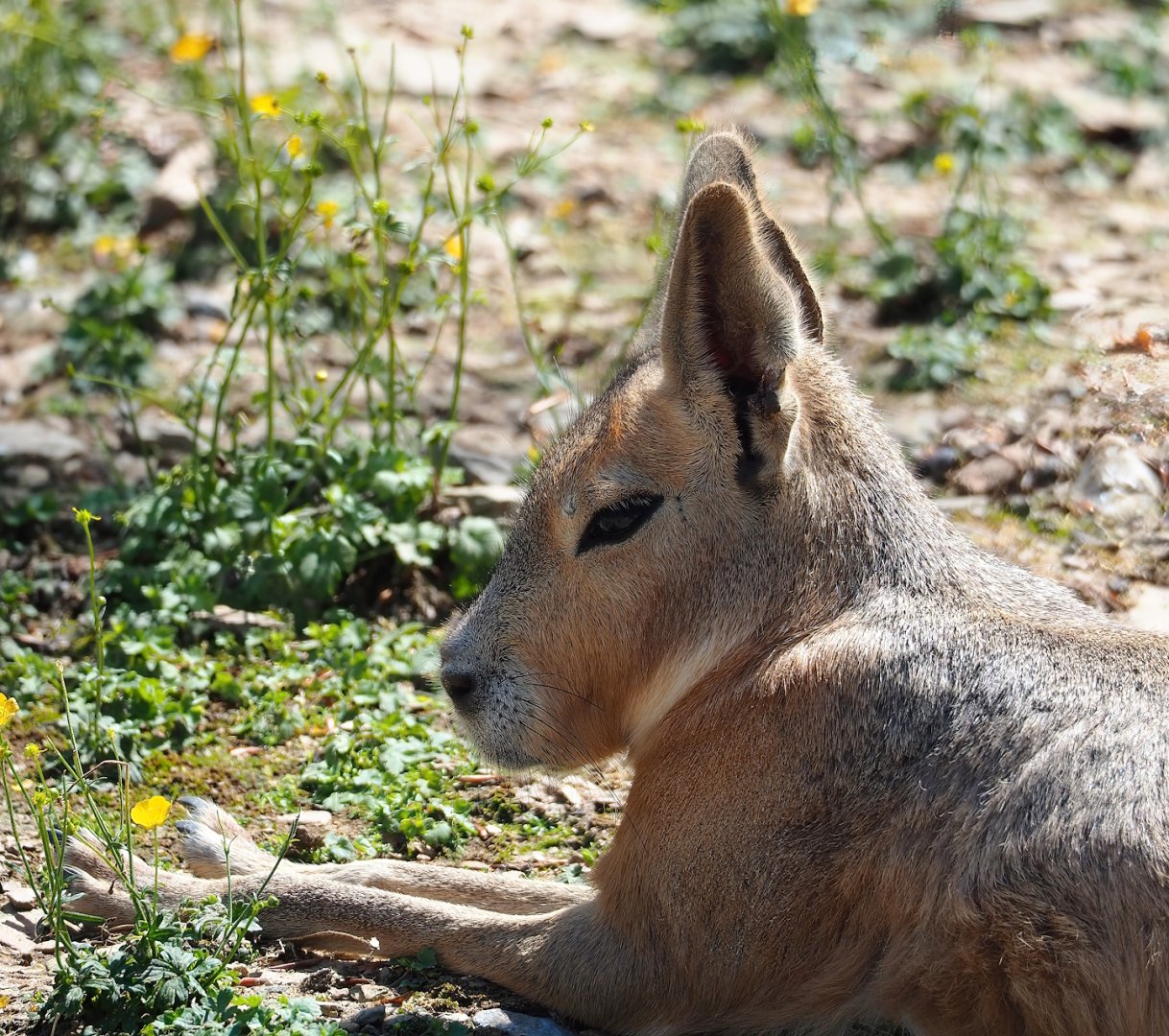Patagonian mara (Dolichotis patagonum), 2023-06-24