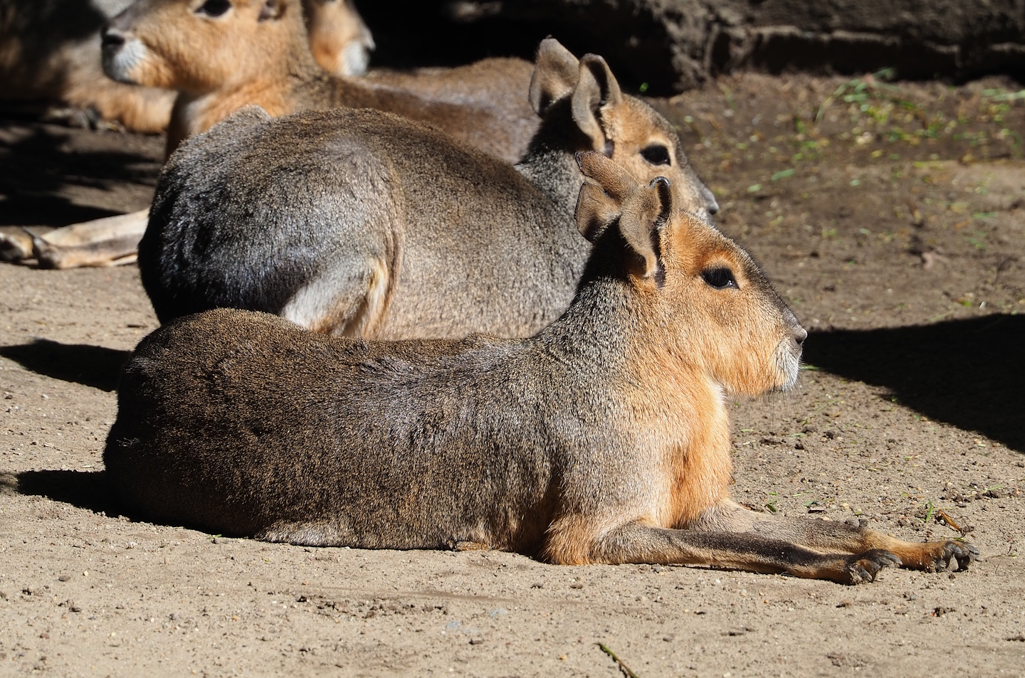 Patagonian mara (Dolichotis patagonum), 2023-07-26