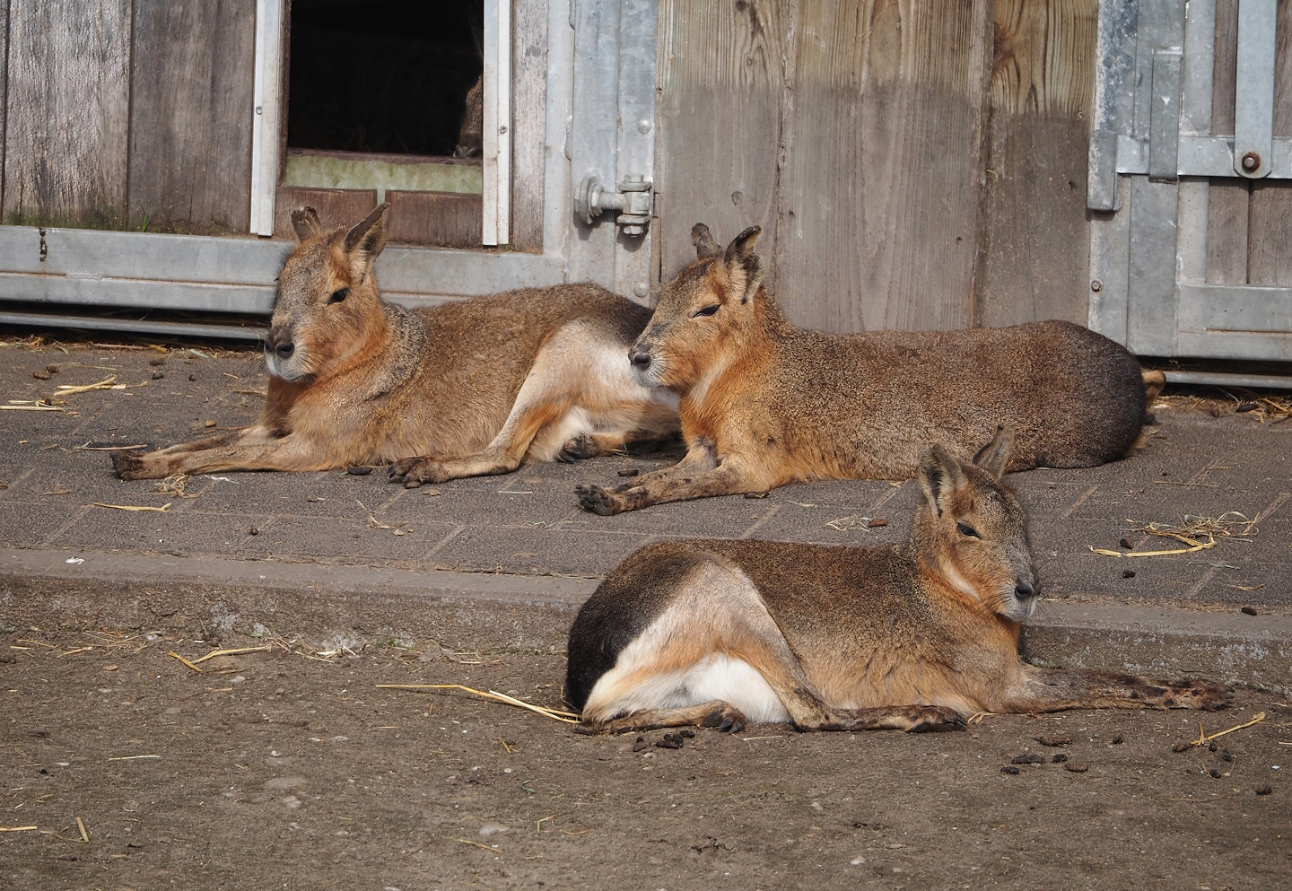 Patagonian mara (Dolichotis patagonum),  2024-04-14
