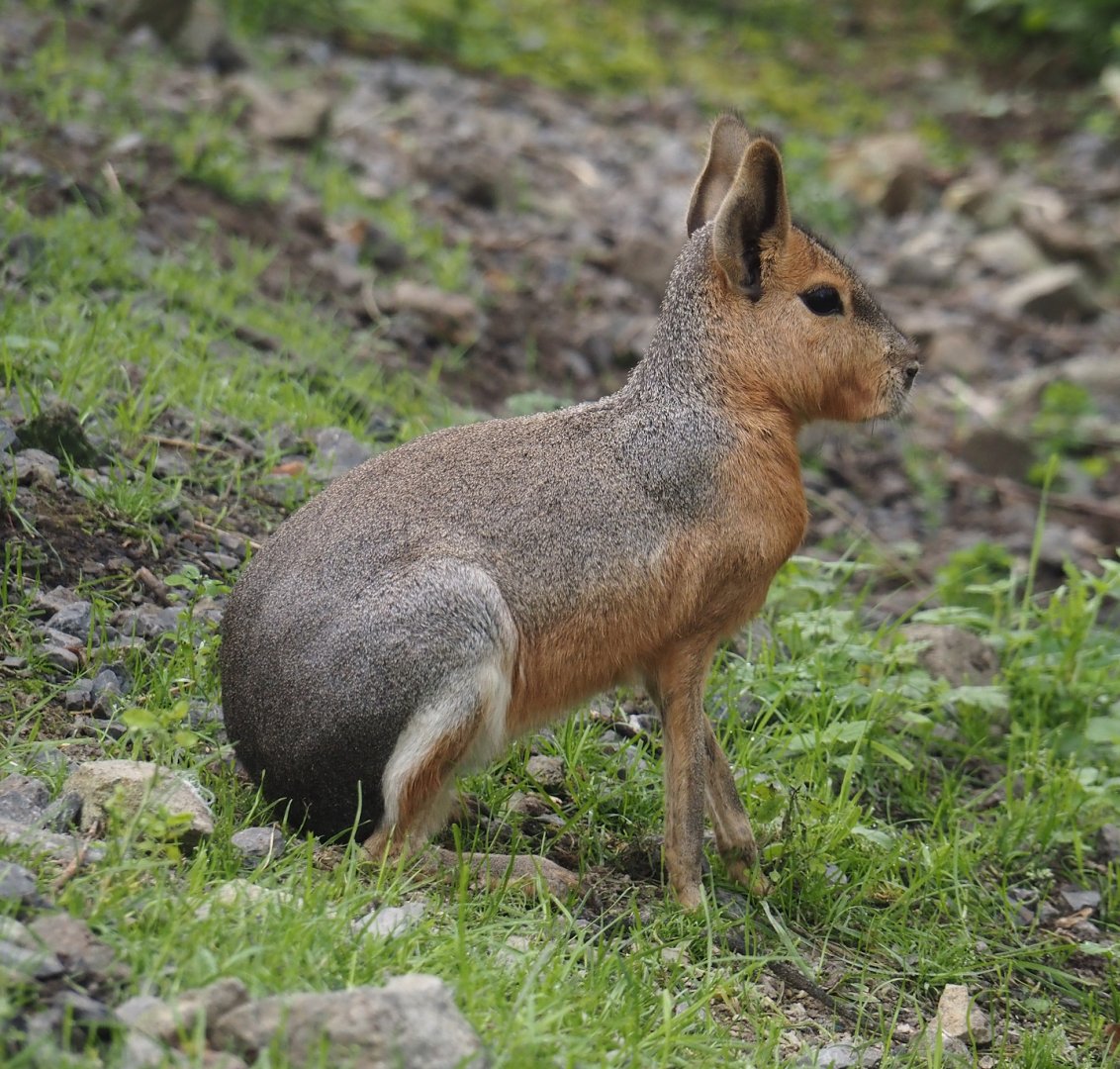 Patagonian mara (Dolichotis patagonum), 2024-09-17