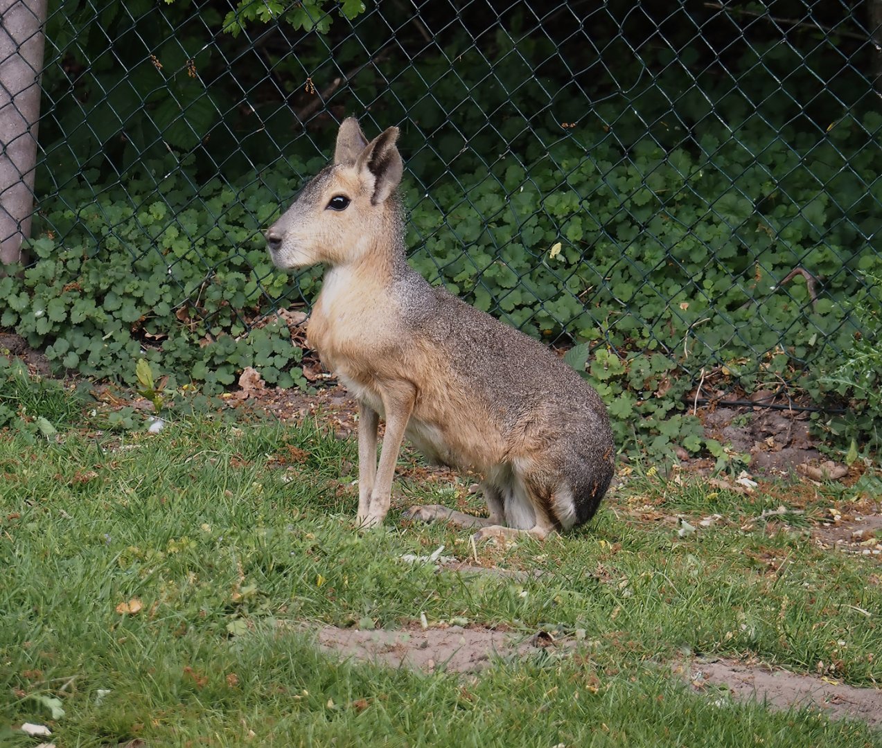Patagonian mara (Dolichotis patagonum), 2025-05-22