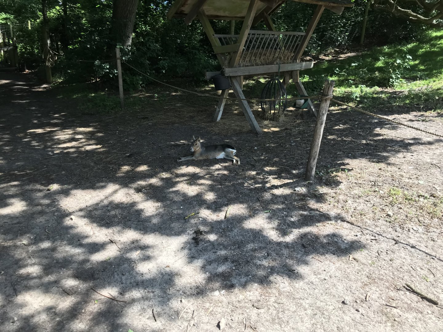 Patagonian Mara (Dolichotis patagonum) (6/26/25)