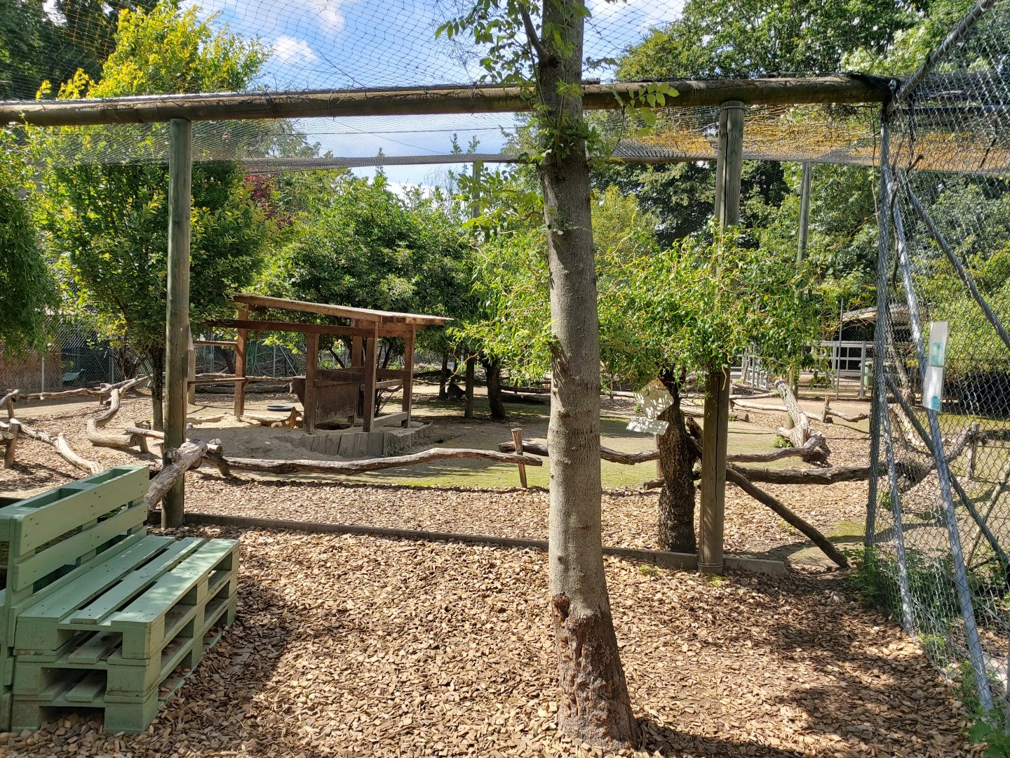 Patagonian mara (Dolichotis patagonum) and red-necked wallaby (Notamacropus rufogriseus) walkthrough enclosure - Bioparc Genève