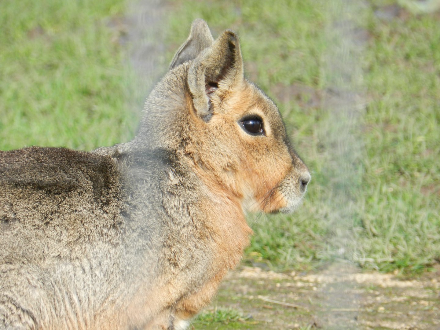 Patagonian mara (Dolichotis patagonum) at Hobbledown Adventure Farm Park and Zoo, England