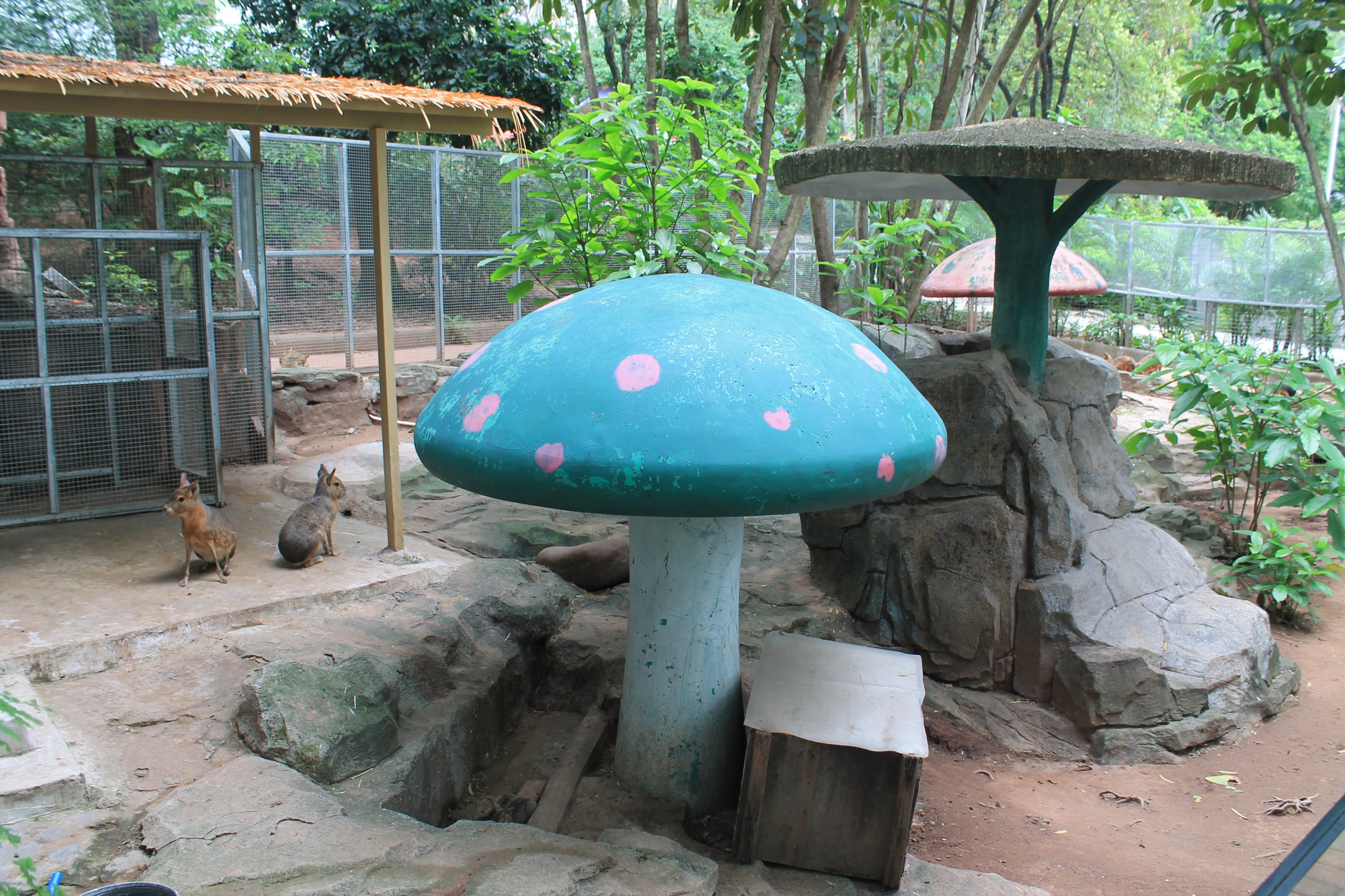 Patagonian Mara (Dolichotis patagonum) - Childrens Zoo