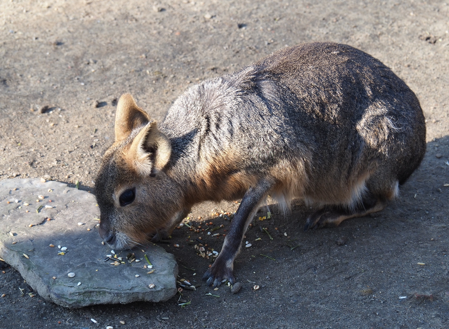 Patagonian mara (Dolichotis patagonum) eating grains (Feb 16th, 2019)