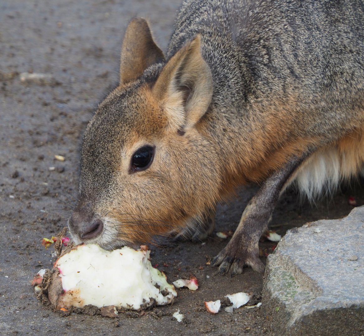 Patagonian mara (Dolichotis patagonum) eating mangel beet, 2020-01-11
