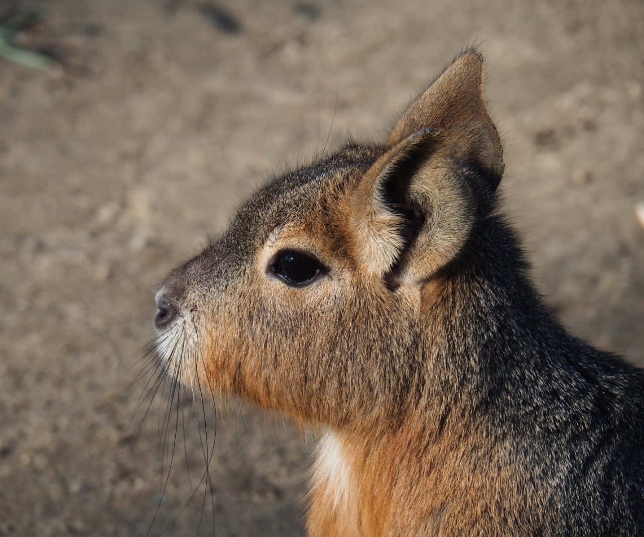 Patagonian mara (Dolichotis patagonum), Feb 16th, 2019
