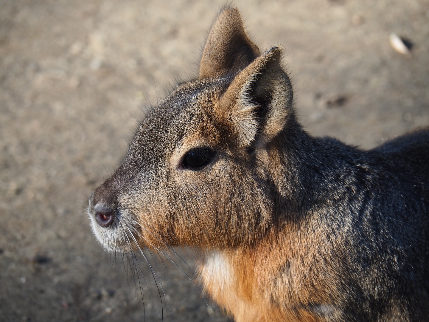 Patagonian mara (Dolichotis patagonum), Feb 16th, 2019