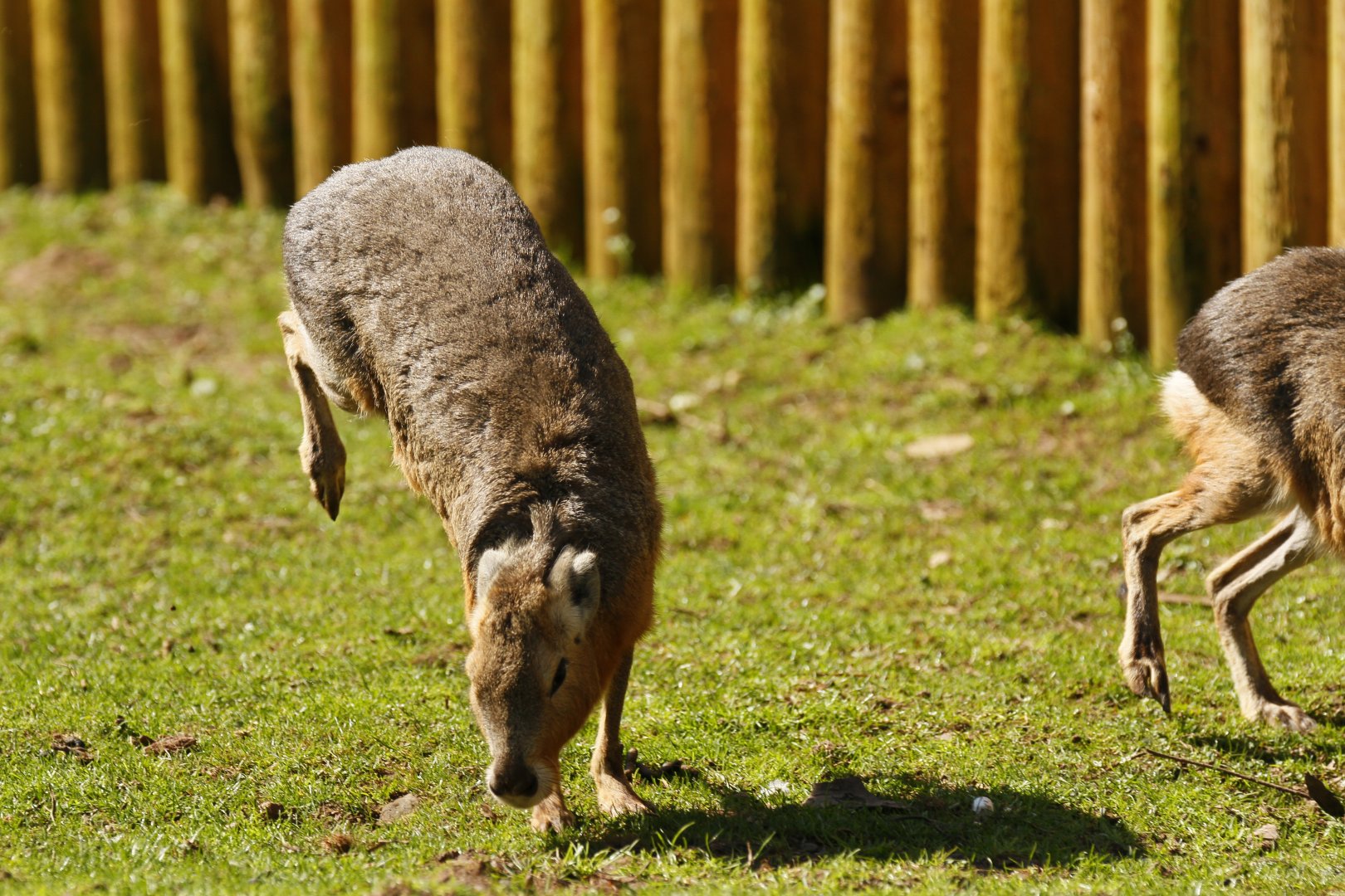 Patagonian mara (Dolichotis patagonum) having a funny 5 minutes