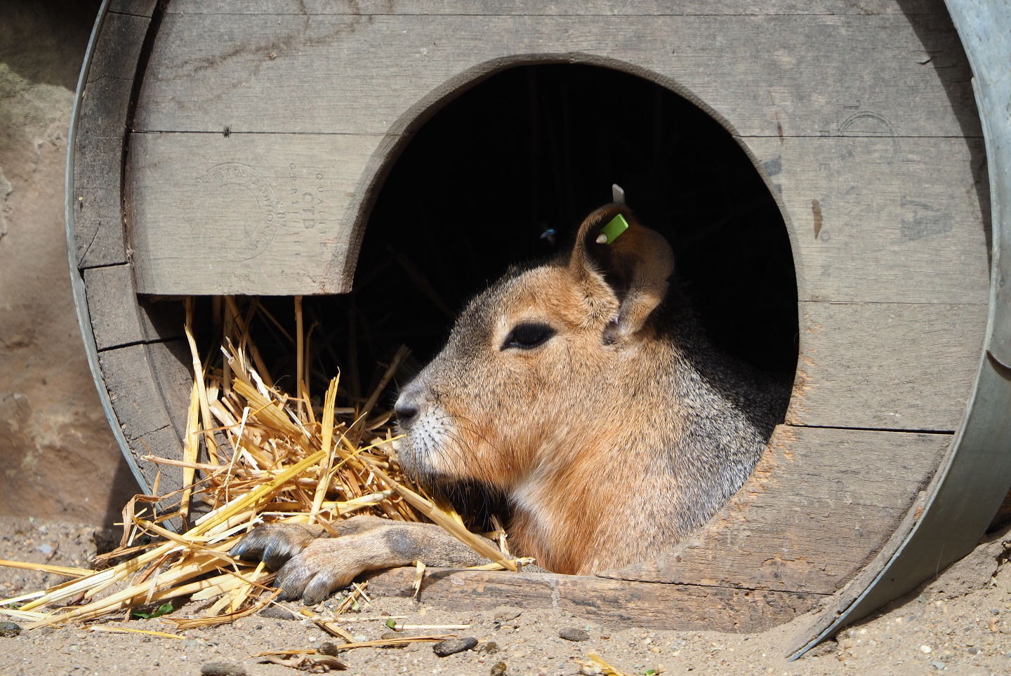 Patagonian mara (Dolichotis patagonum) in barrel shelter, 2020-05-23