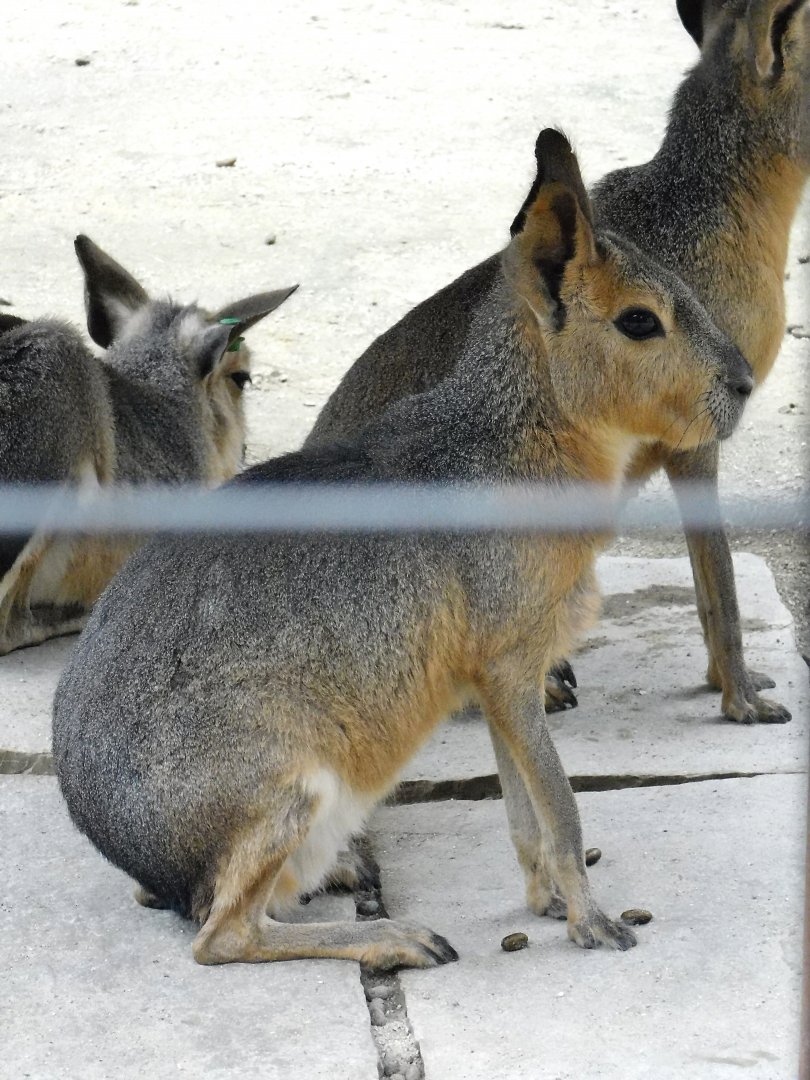 Patagonian Mara (Dolichotis patagonum) October 4, 2025
