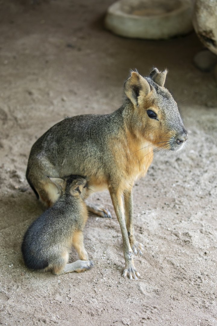 Patagonian mara (Dolichotis patagonum) with baby