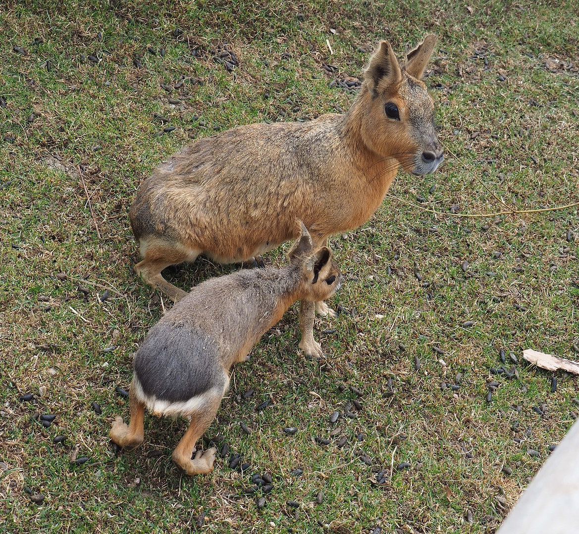 Patagonian mara (Dolichotis patagonum) with juvenile, 2022-08-28