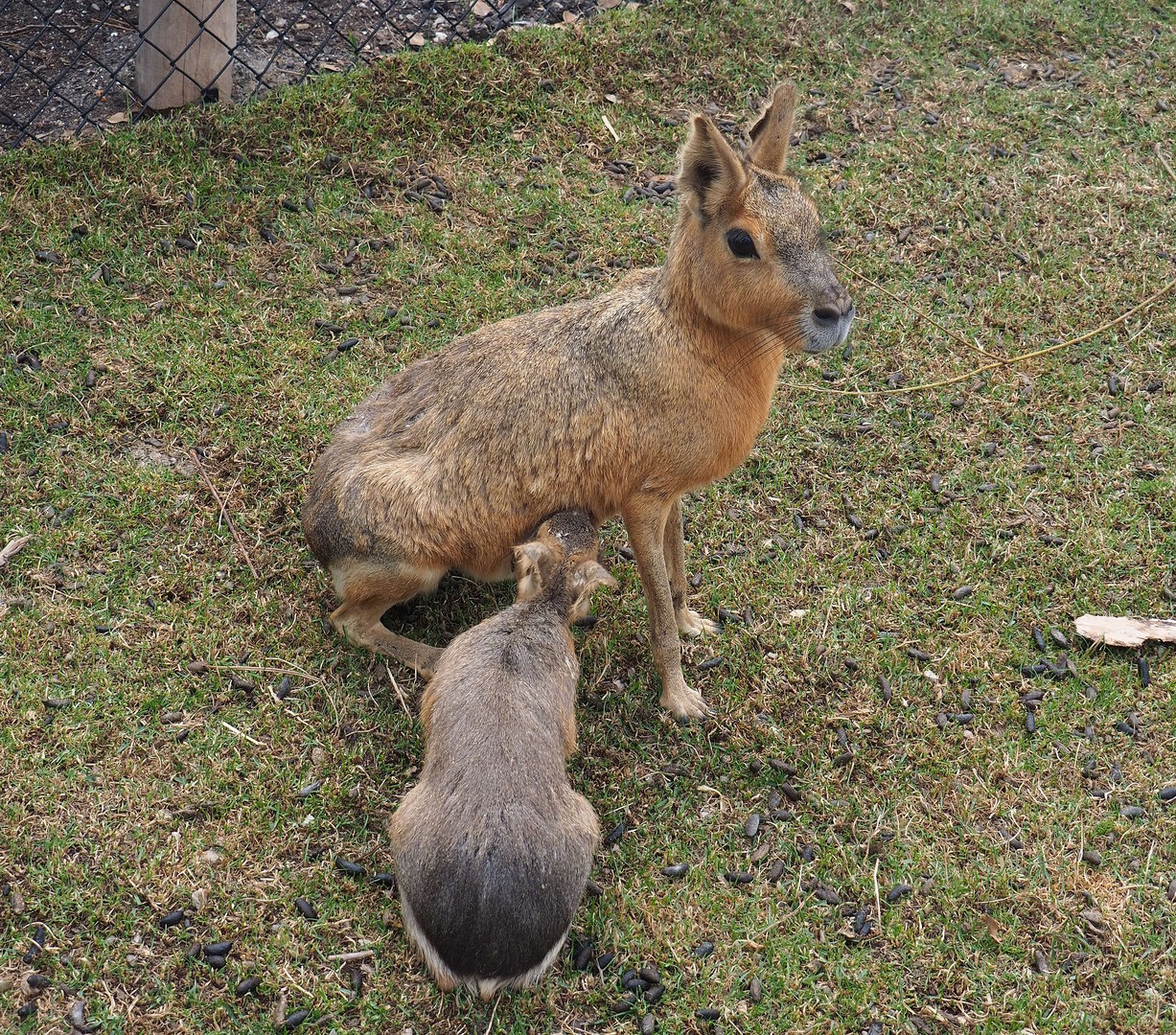 Patagonian mara (Dolichotis patagonum) with juvenile, 2022-08-28