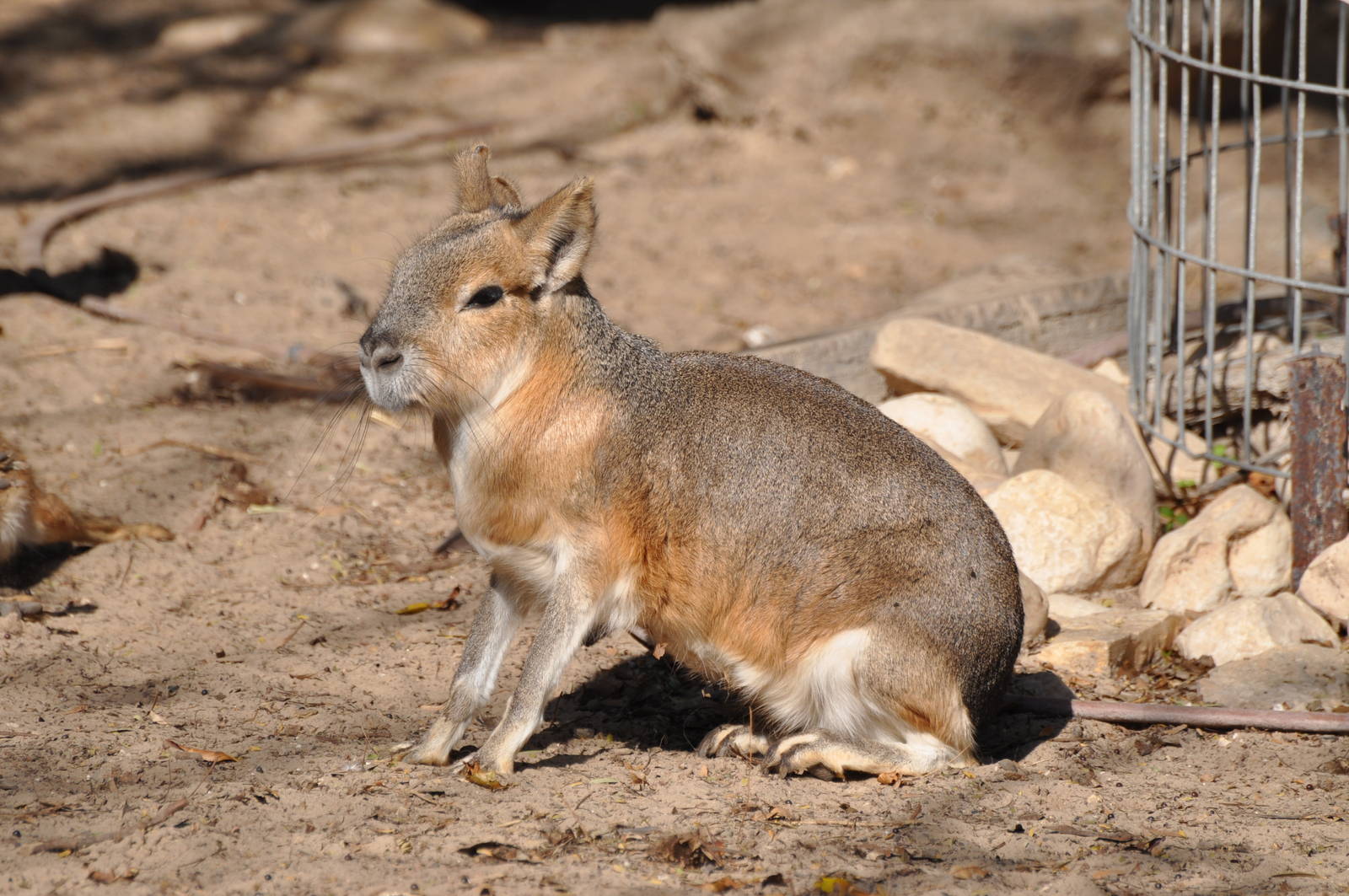 Patagonian mara/ Dolichotis patagonum