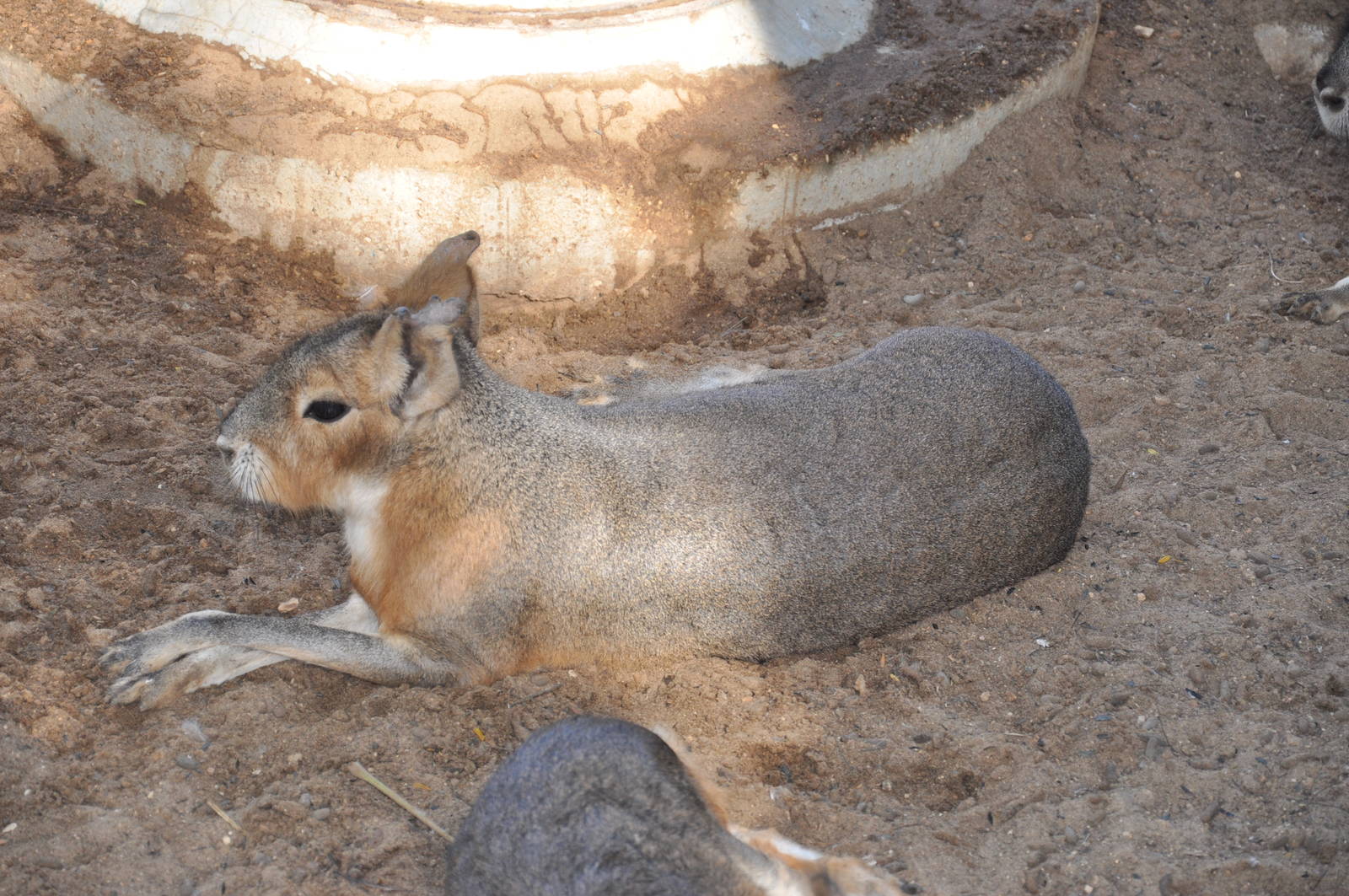 Patagonian mara/ Dolichotis patagonum