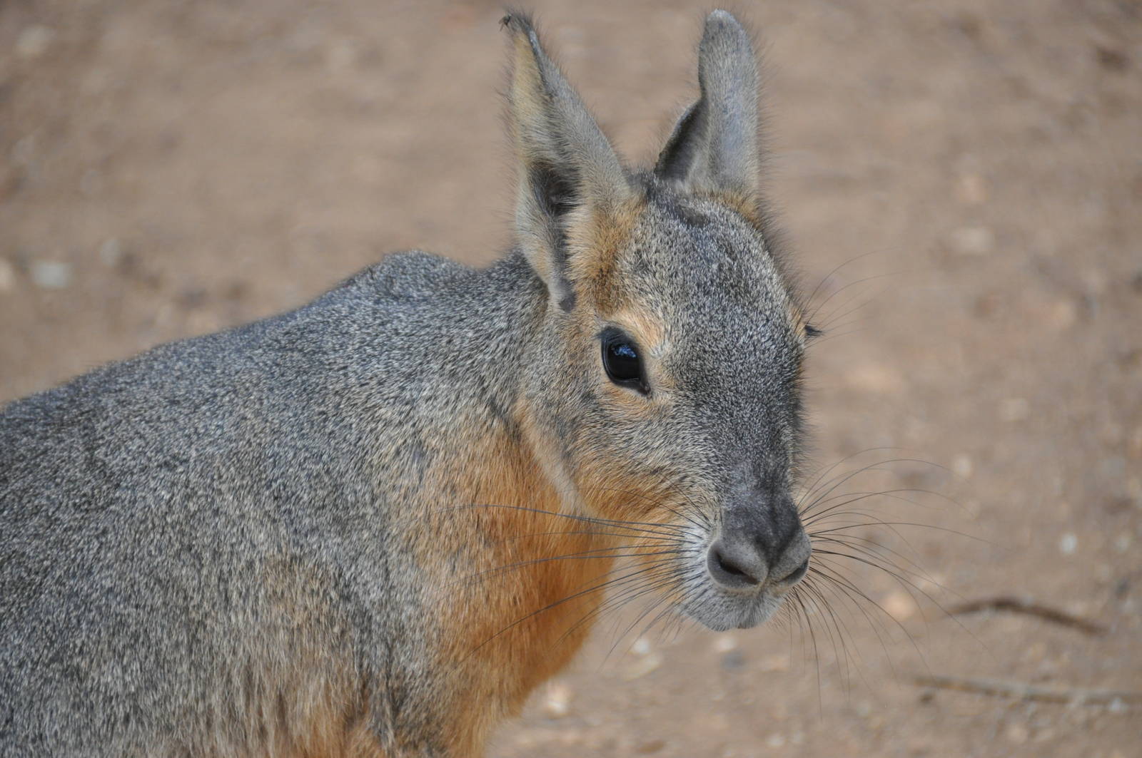 Patagonian mara/ Dolichotis patagonum