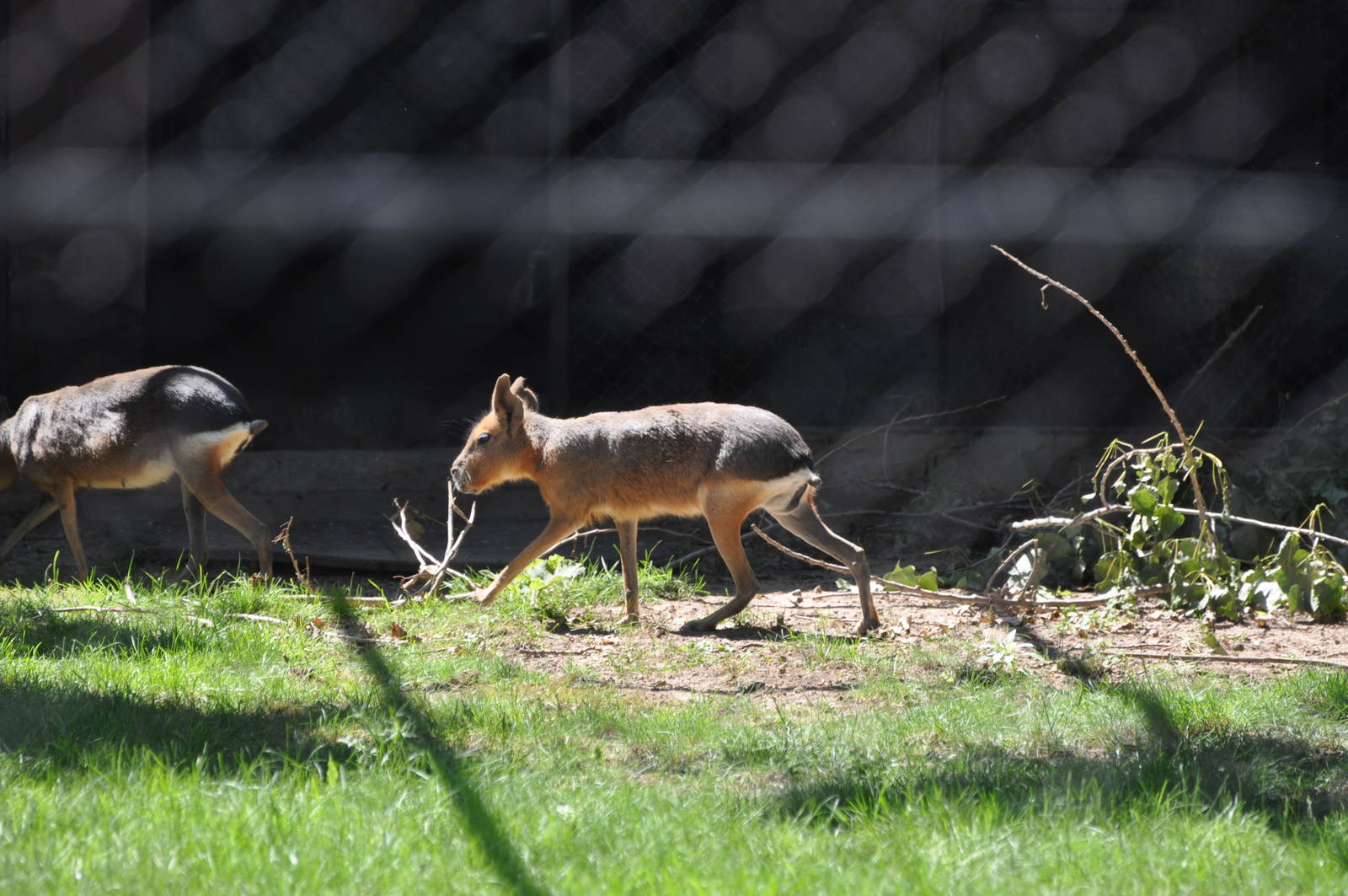 Patagonian mara/ Dolichotis patagonum