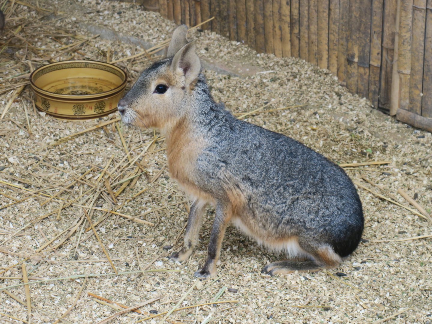 Patagonian mara (Dolichotis patagonum)