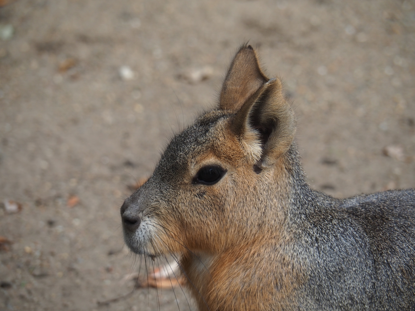 Patagonian mara (Dolichotis patagonum)