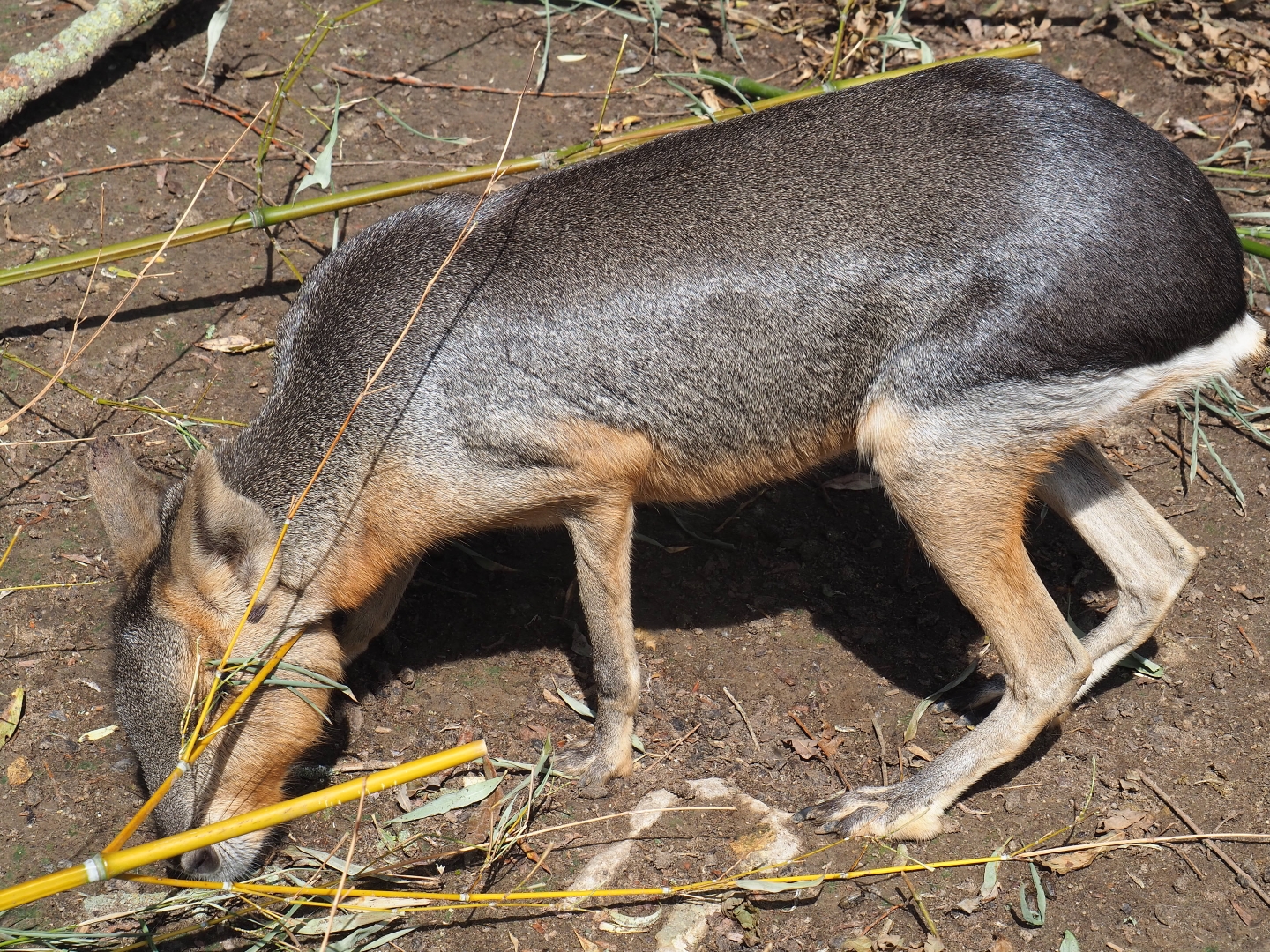 Patagonian mara (Dolichotis patagonum)