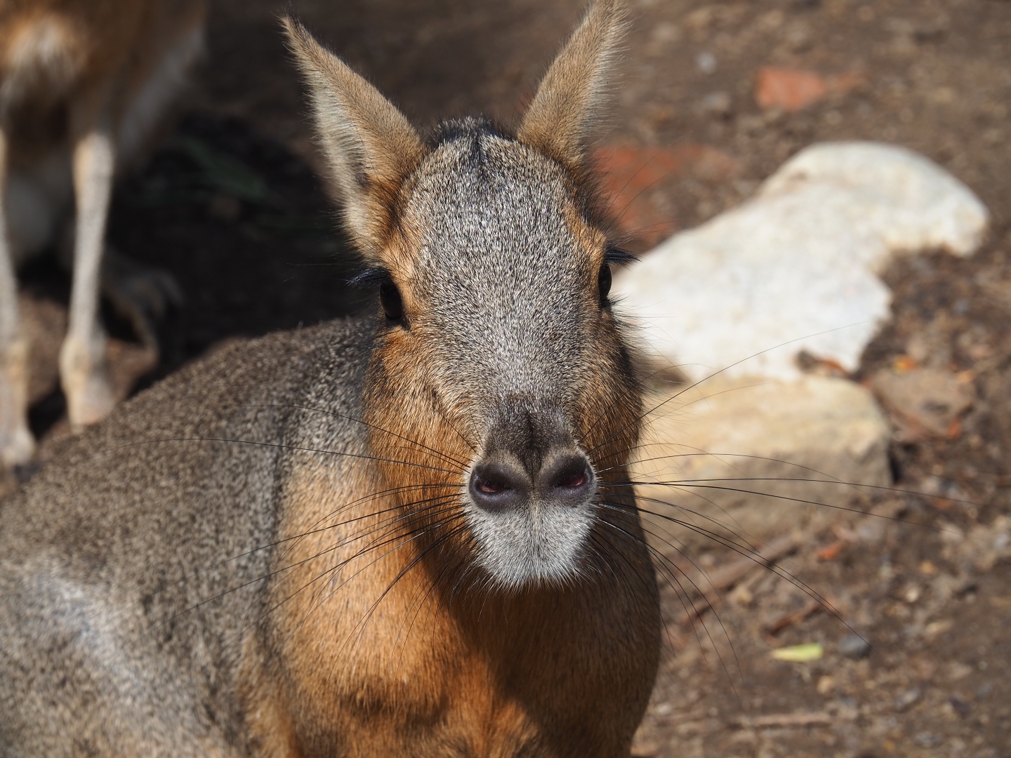 Patagonian mara (Dolichotis patagonum)