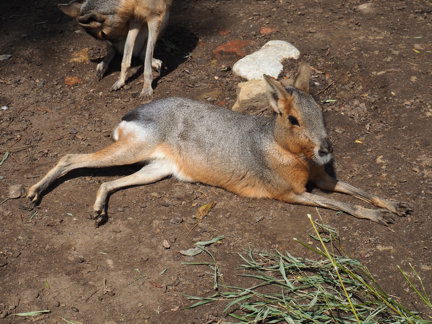 Patagonian mara (Dolichotis patagonum)
