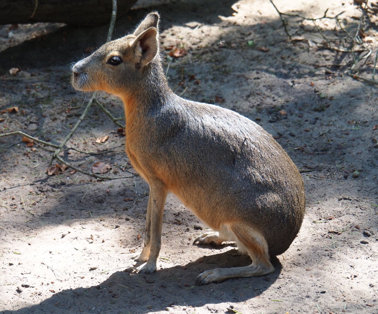 Patagonian mara (Dolichotis patagonum)