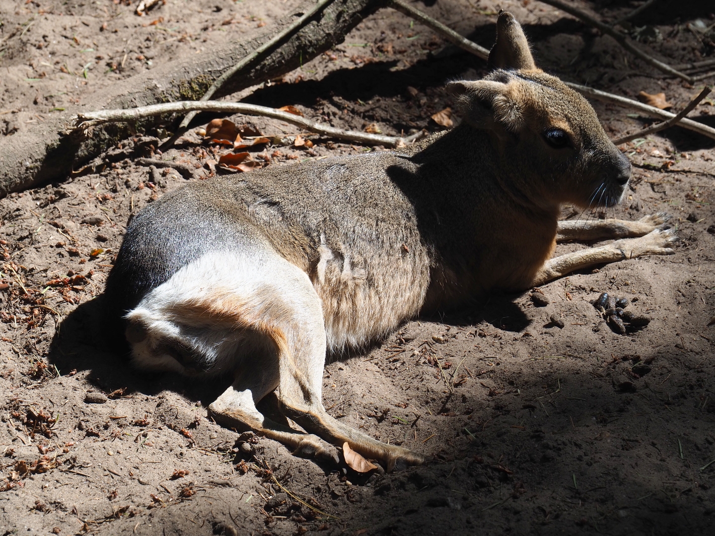 Patagonian mara (Dolichotis patagonum)