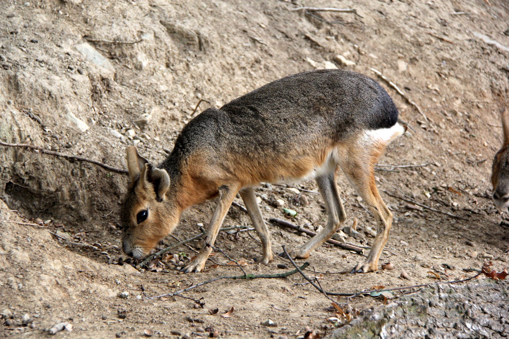 Patagonian mara (Dolichotis patagonum)