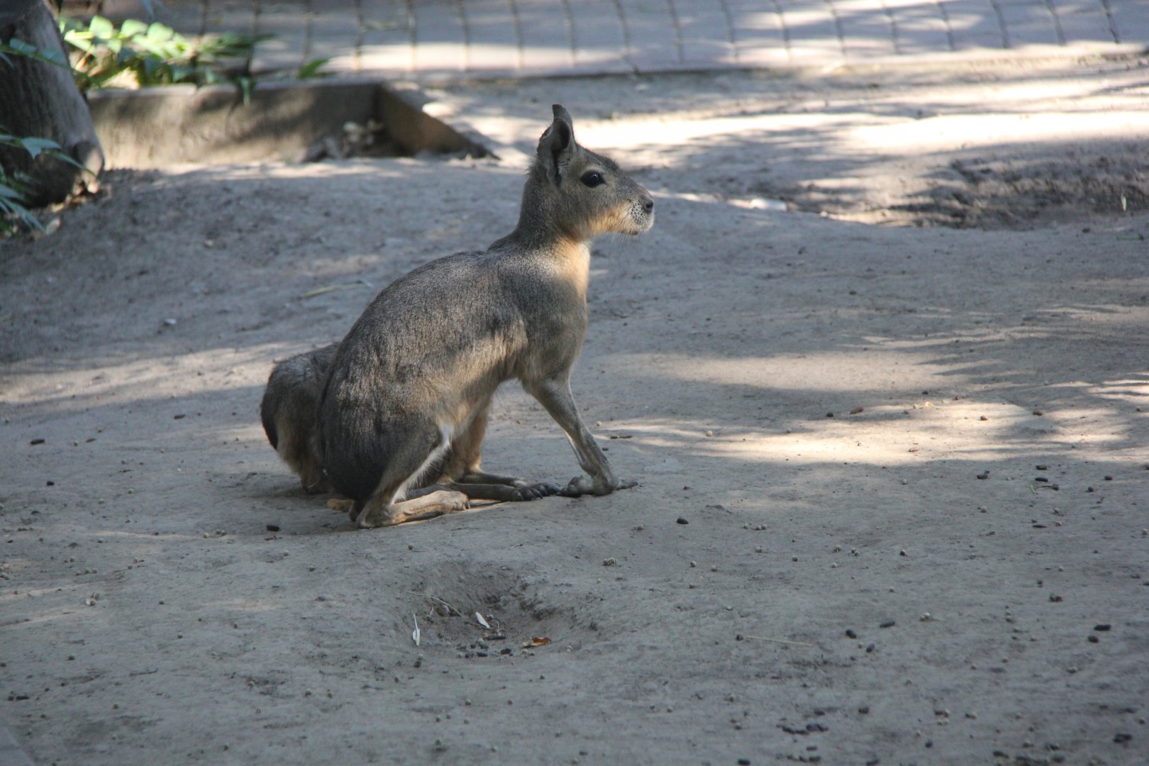 Patagonian mara (Dolichotis patagonum)