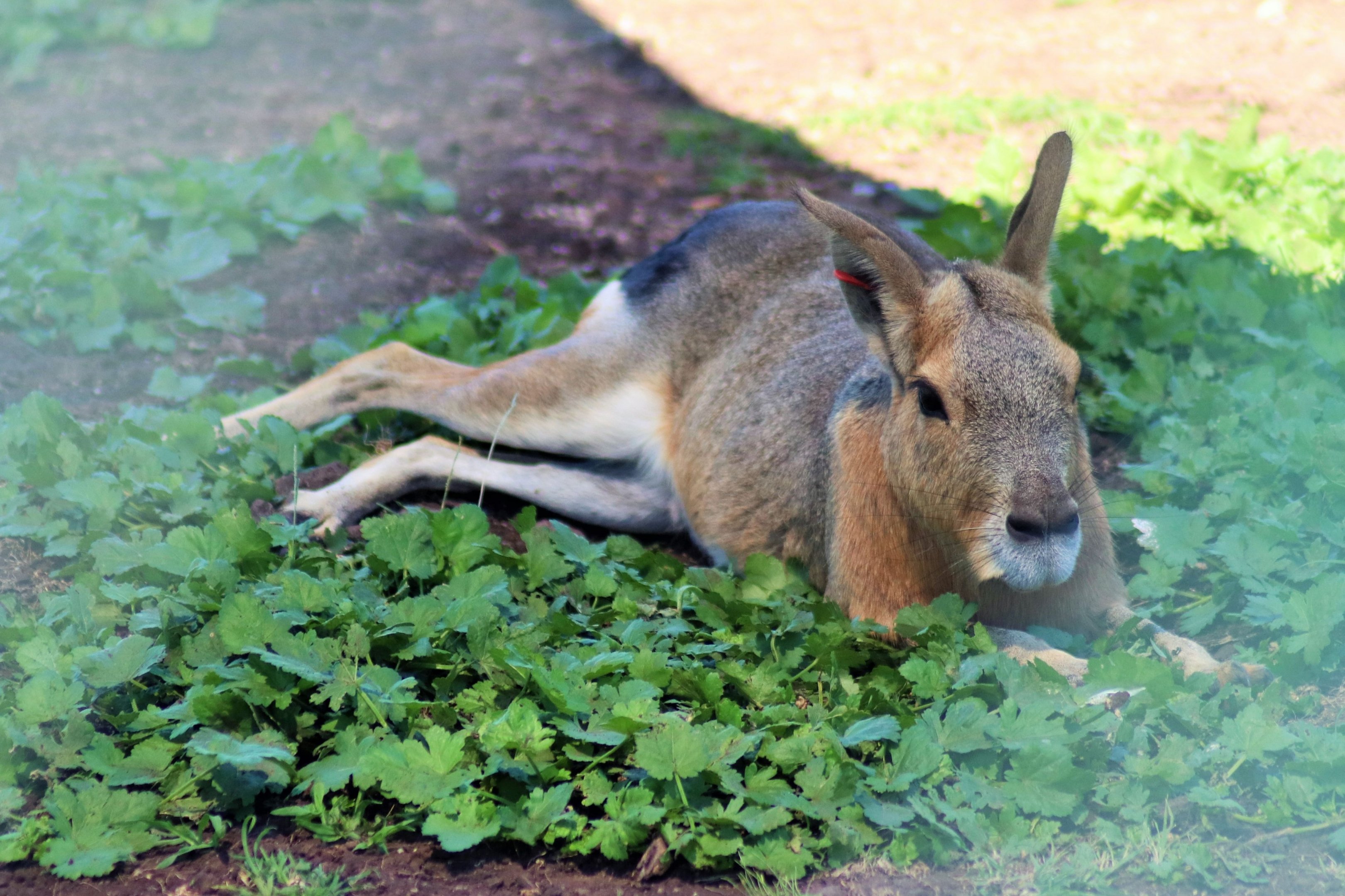 Patagonian Mara (Dolichotis patagonum)