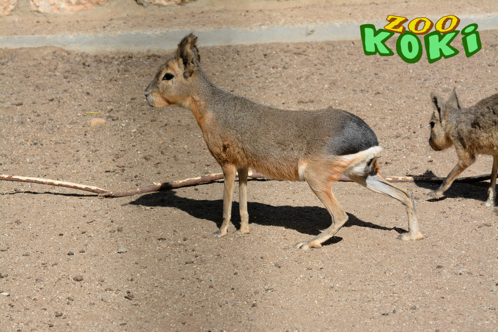 Patagonian mara (Dolichotis patagonum)