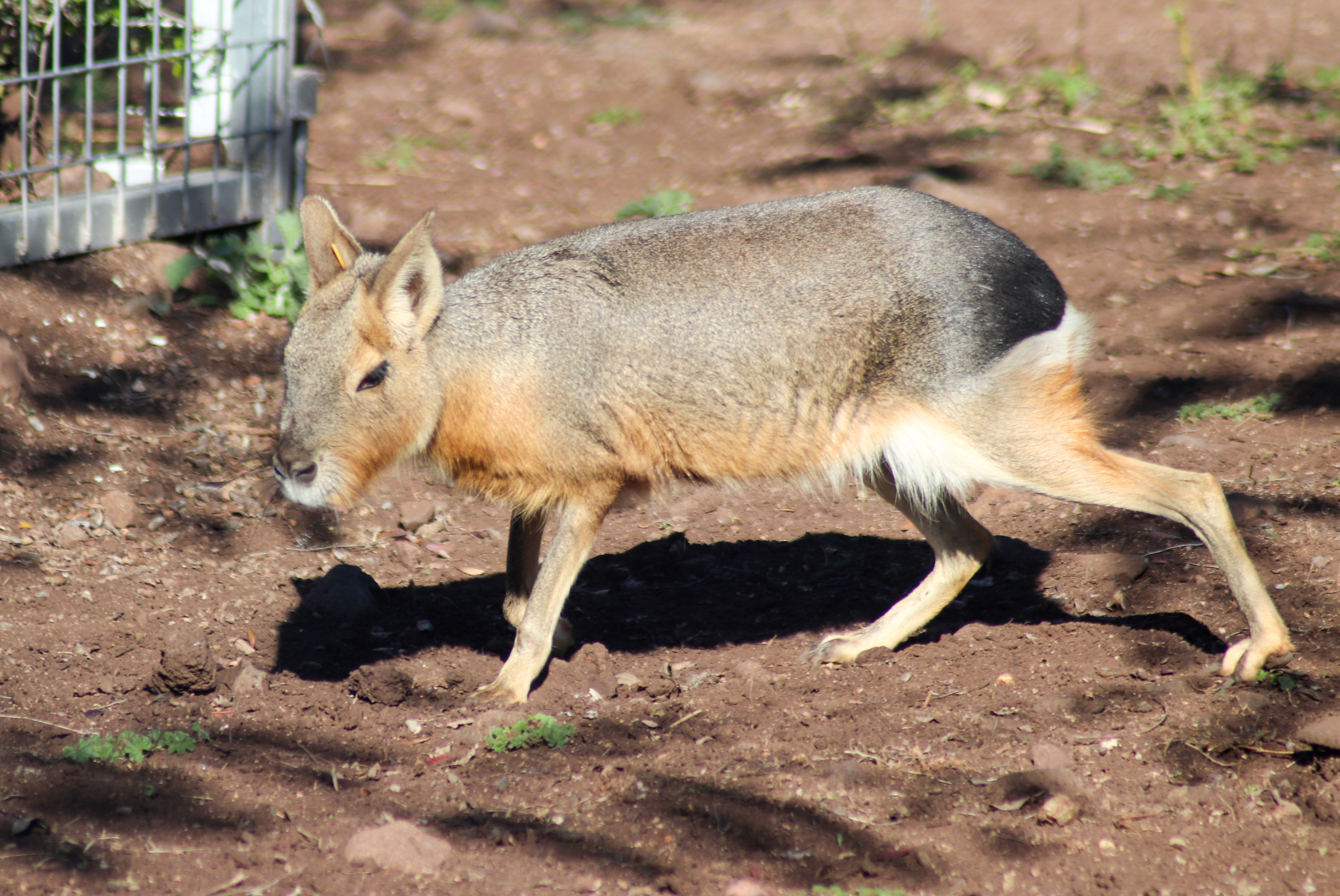 Patagonian Mara (Dolichotis patagonum)