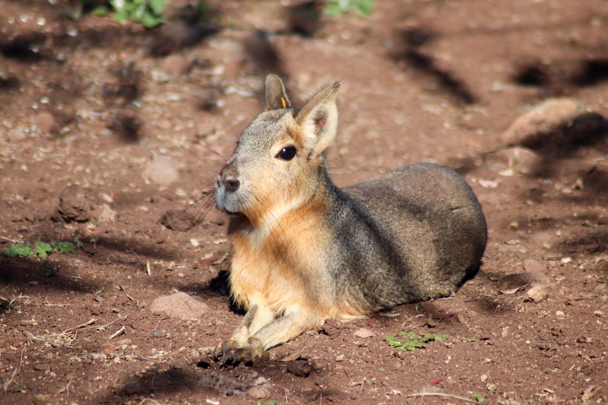 Patagonian Mara (Dolichotis patagonum)