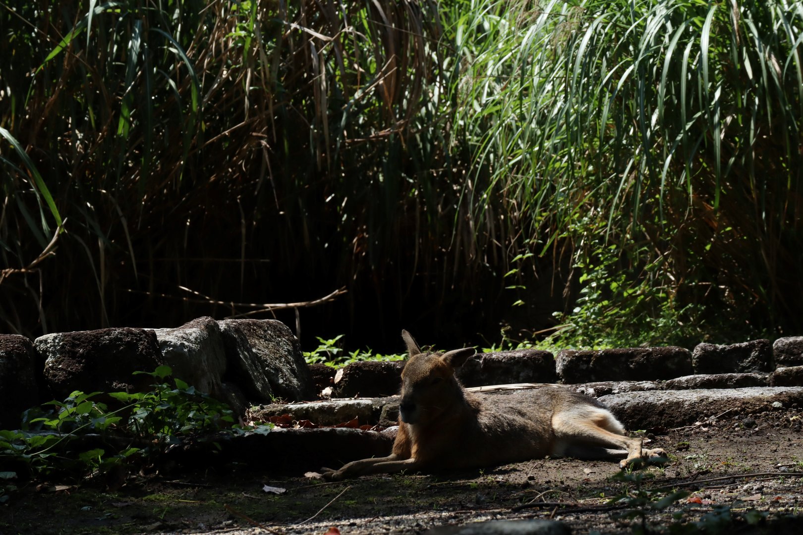 Patagonian Mara (Dolichotis patagonum)