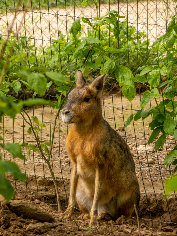 Patagonian mara (Dolichotis patagonum)