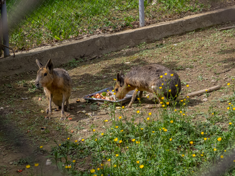 Patagonian mara (Dolichotis patagonum)