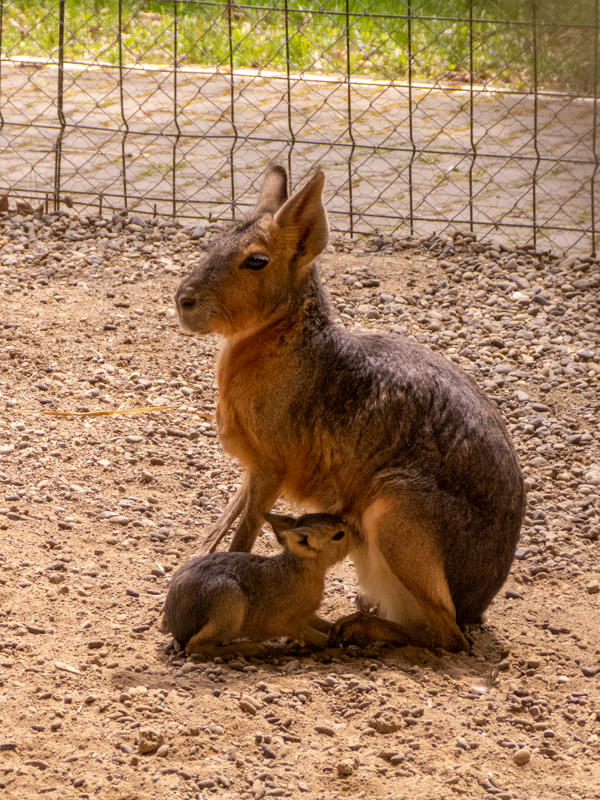 Patagonian mara (Dolichotis patagonum)