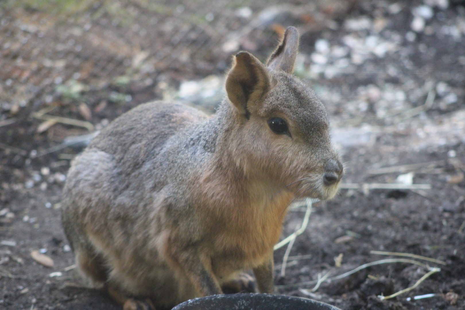 Patagonian Mara (Dolichotis patagonum)