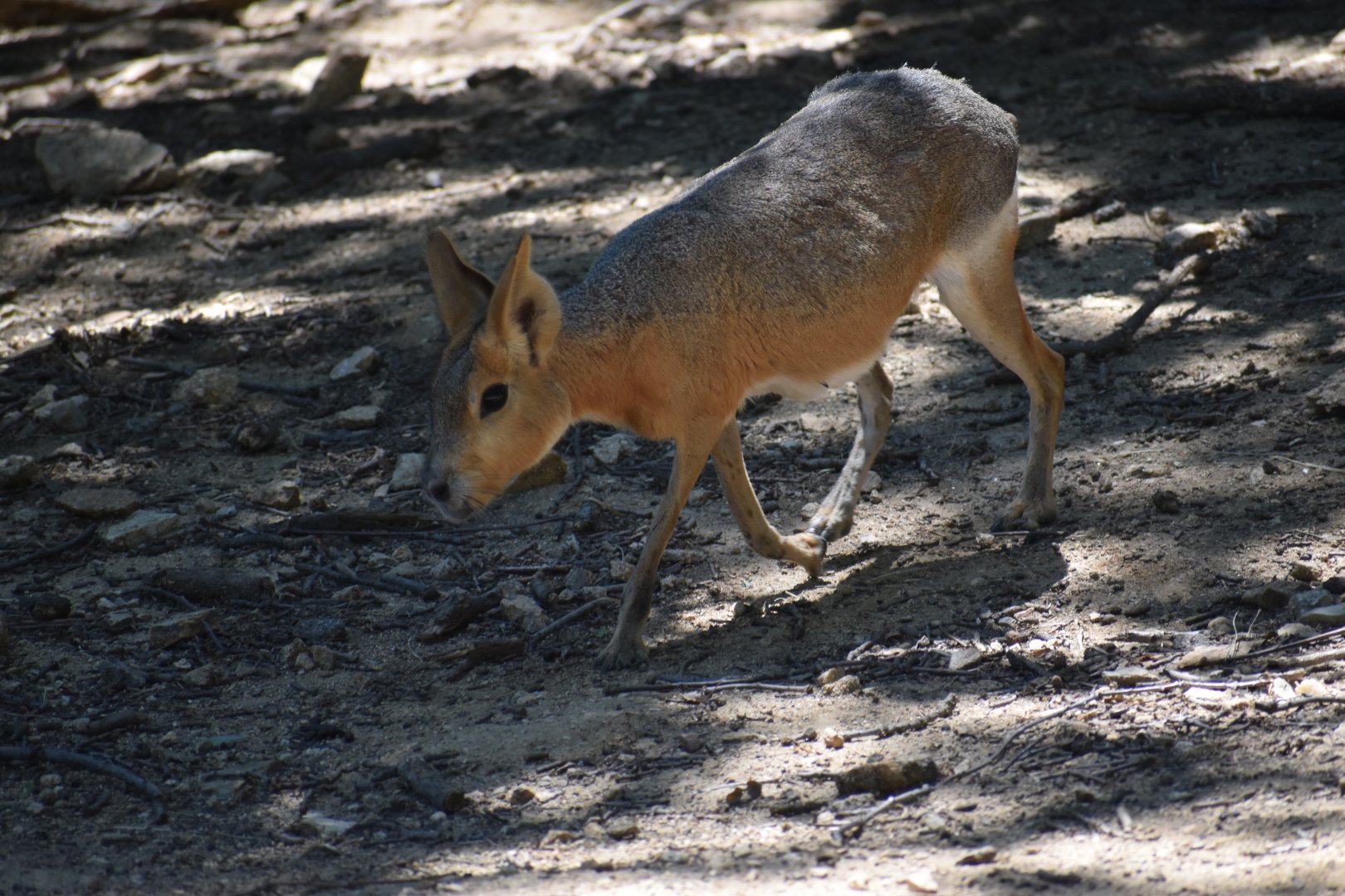 Patagonian mara (Dolichotis patagonum)